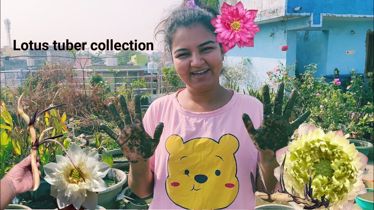 Сбор клубней лотоса в декабре / как собрать клубни лотоса для выращивания новых / уход за лотосом...