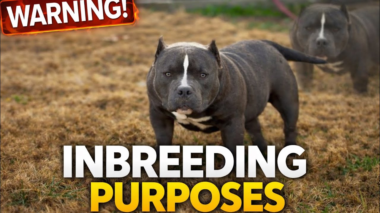 WHY INBREEDING CAN BE A PRO AND ALSO A CON‼️