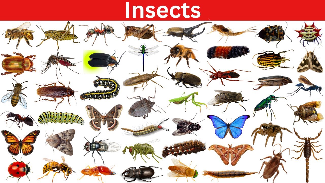 50 Incredible Insects That Will Blow Your Mind!