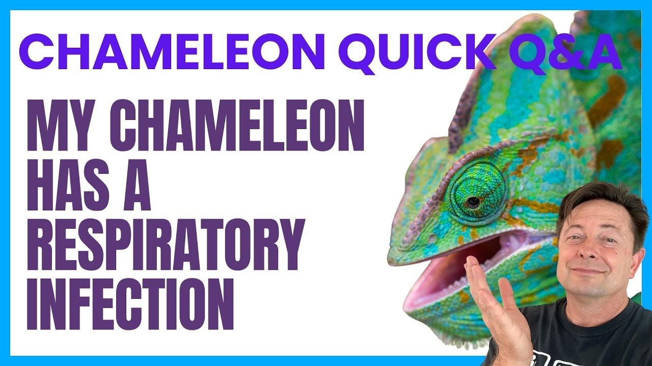У моего хамелеона респираторная инфекция!