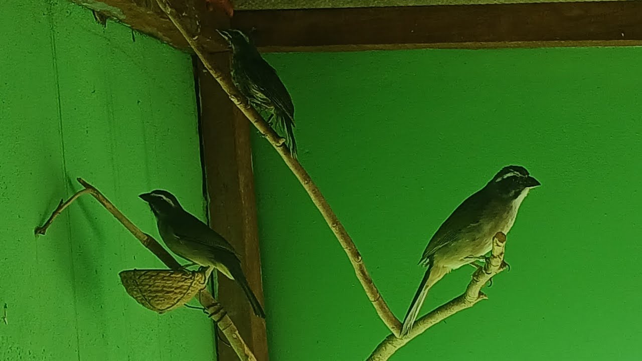Trinca ferro sumiu do viveiro ainda e um mistério 