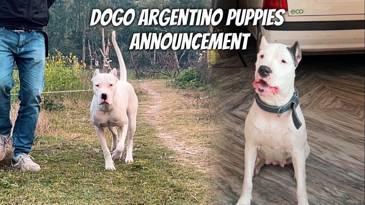 New Dogo Argentino?🐻‍❄️Athena ke puppies kab honge🥹