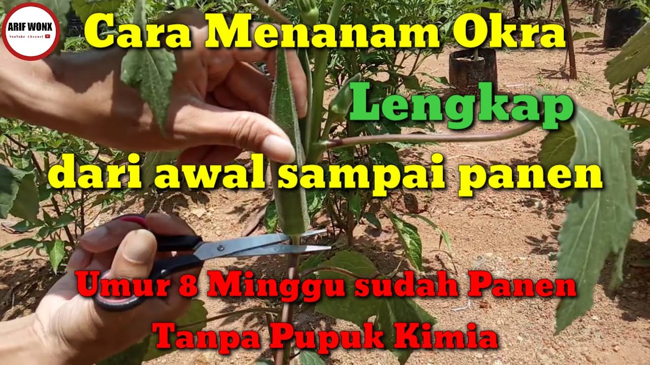 Cara Menanam Okra | Proses Lengkap dari Awal Sampai Panen