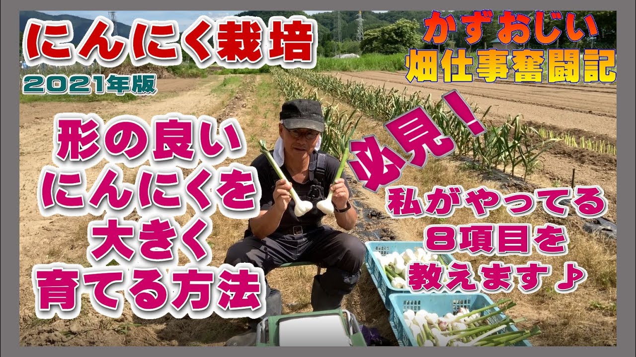 形がきれいで大きなニンニクを育てる方法８項目を教えます！にんにく栽培～2021年版　農作業に挑戦中！私の野菜栽培記録