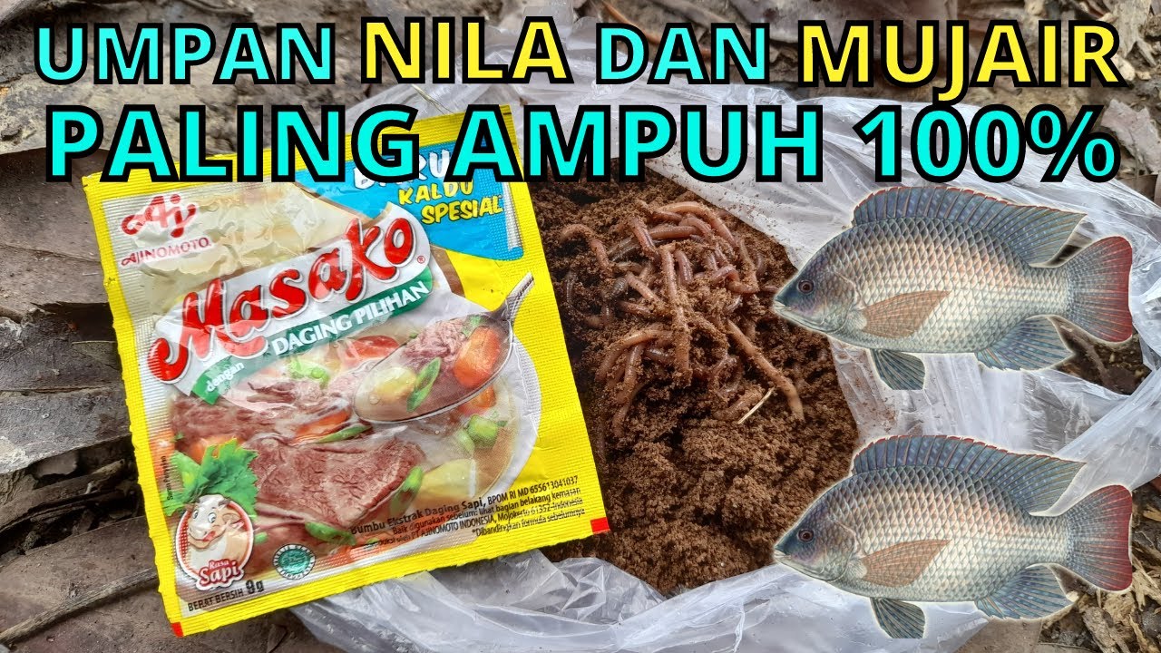 Umpan Jitu ikan Nila Mujair Paling Ampuh 100% Anti Boncos Langsung Tes