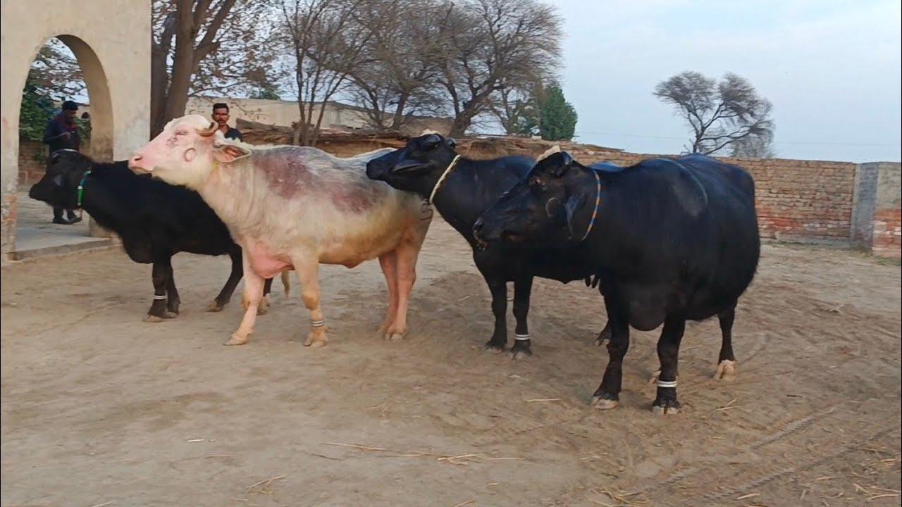 Watch pure neeli buffalo for sale in Punjab Pakistan on YouTube..8..2..2026....03003392728