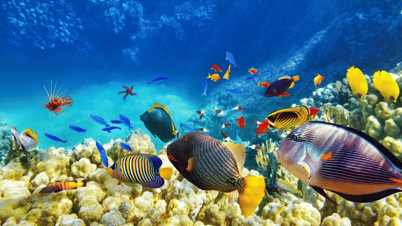 Underwater Relaxation &bull; Soft Relaxing Music With Underwater Footage, Relax, Calm the nervous system.
