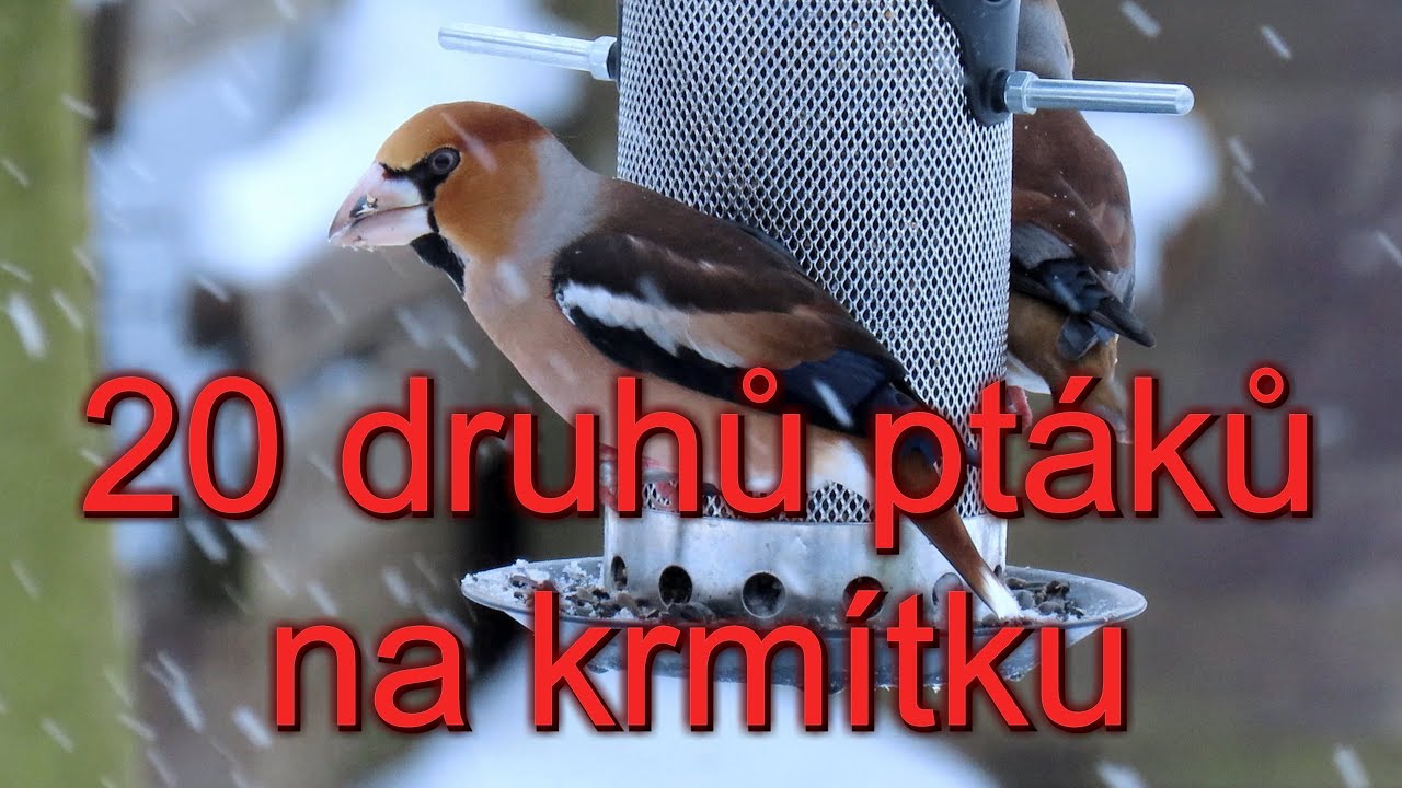 20 druhů ptáků na krmítku