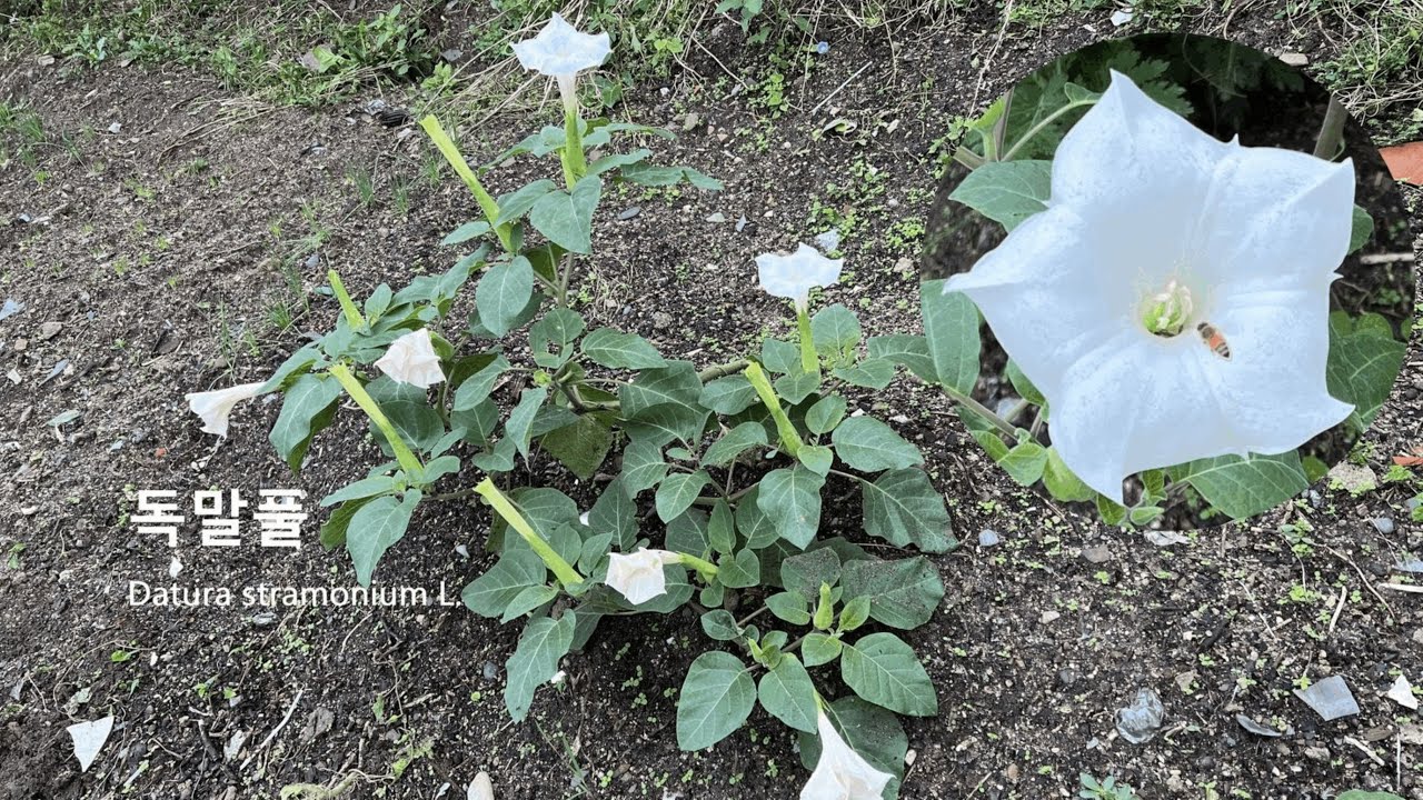 독말풀 Datura stramonium 식물 전체에 독 성분 흰독말풀 만타라曼陀羅 양금화 Jimsonweed 양독말풀 열대아시아원산귀화식물 チョウセンアサガオ 가지목 가지과 독말풀속