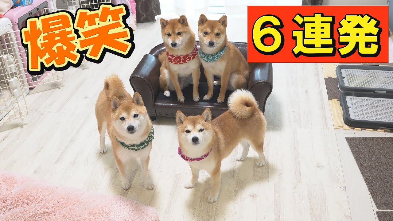 絶対に爆笑するので、観て下さいね♥