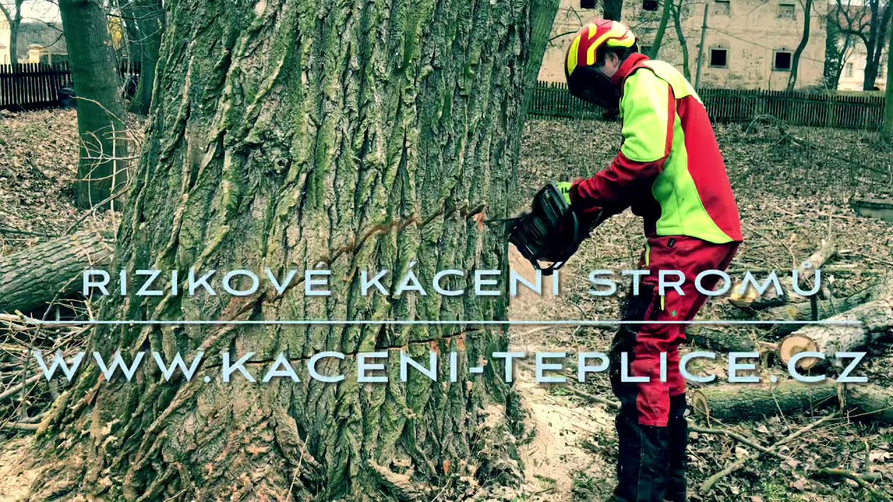 K&aacute;cen&iacute; vzrostl&eacute;ho topolu v are&aacute;lu cviči&scaron;tě - felling a tree big Populus canescens