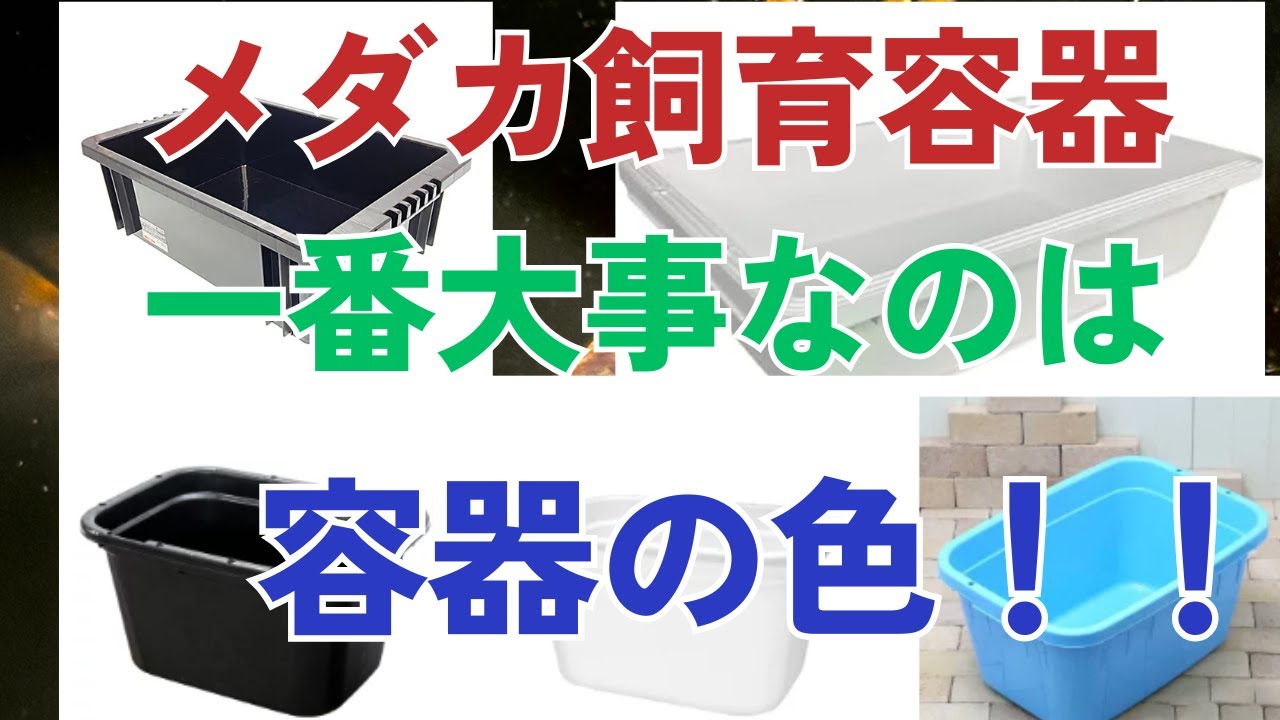 【飼育容器は色が大事】メダカ飼育容器の色のおすすめと、おすすめ商品10選２０２５年最新版