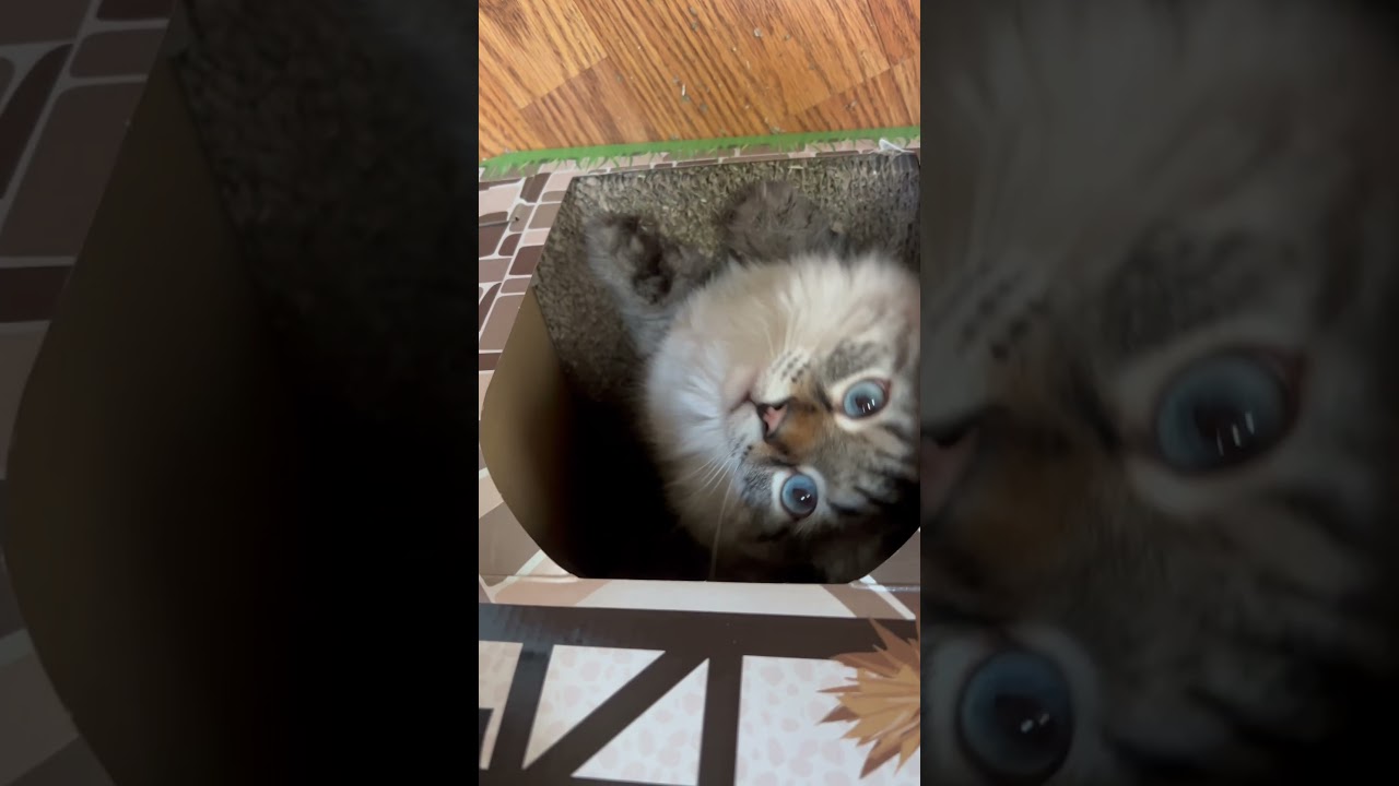 #catfriends