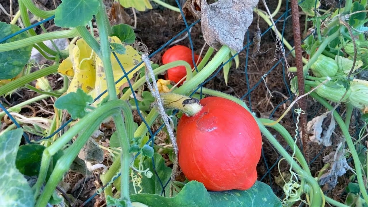 Ini's Moestuin #29 Pompoenen oogsten op het juiste moment