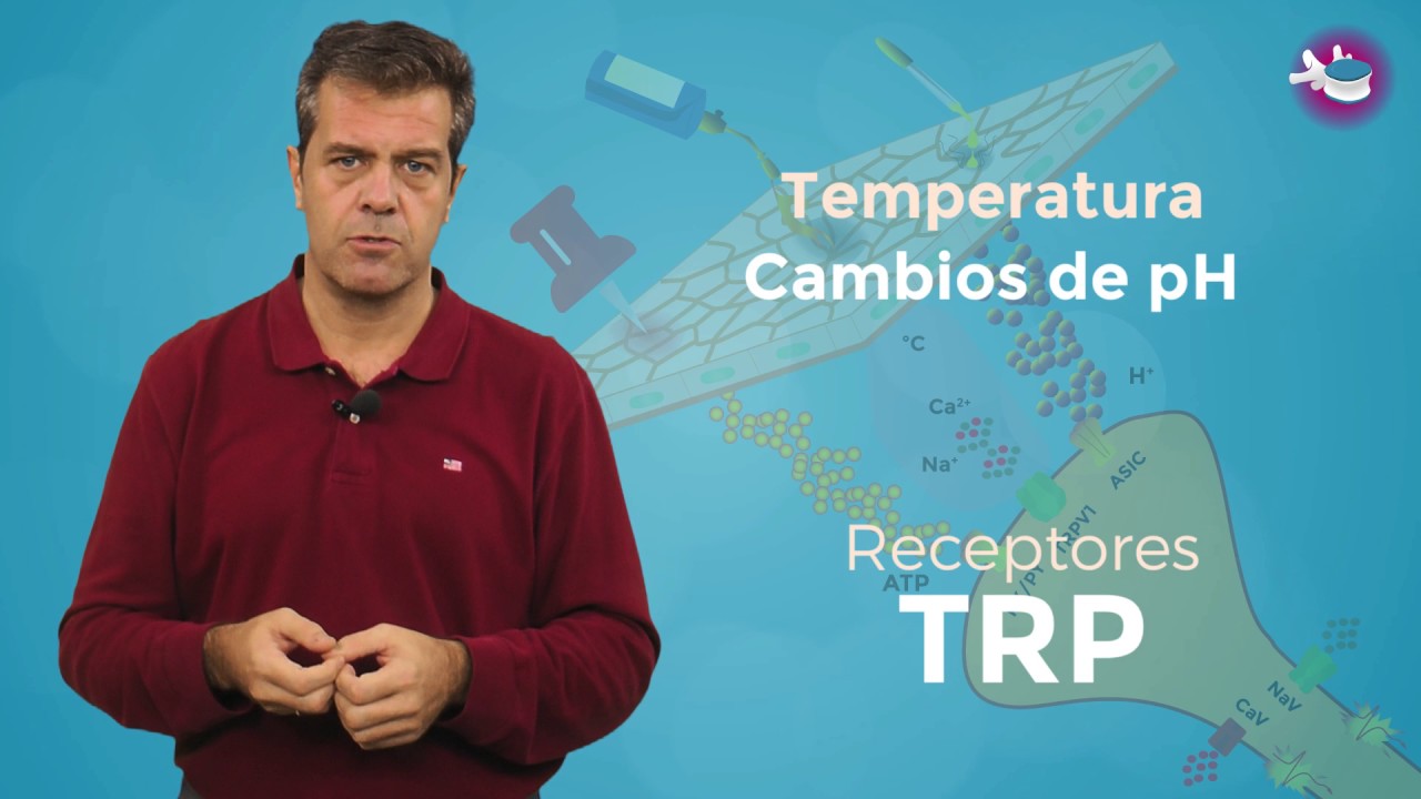 URJCx-MOOC LUMBAR. Fisiopatología del dolor agudo. ¿Cómo se transmite el dolor agudo?