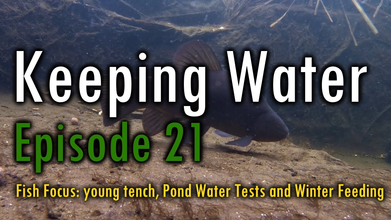 Episode 21: Fish Focus Young Tench, Pond Water Tests and Winter Feeding