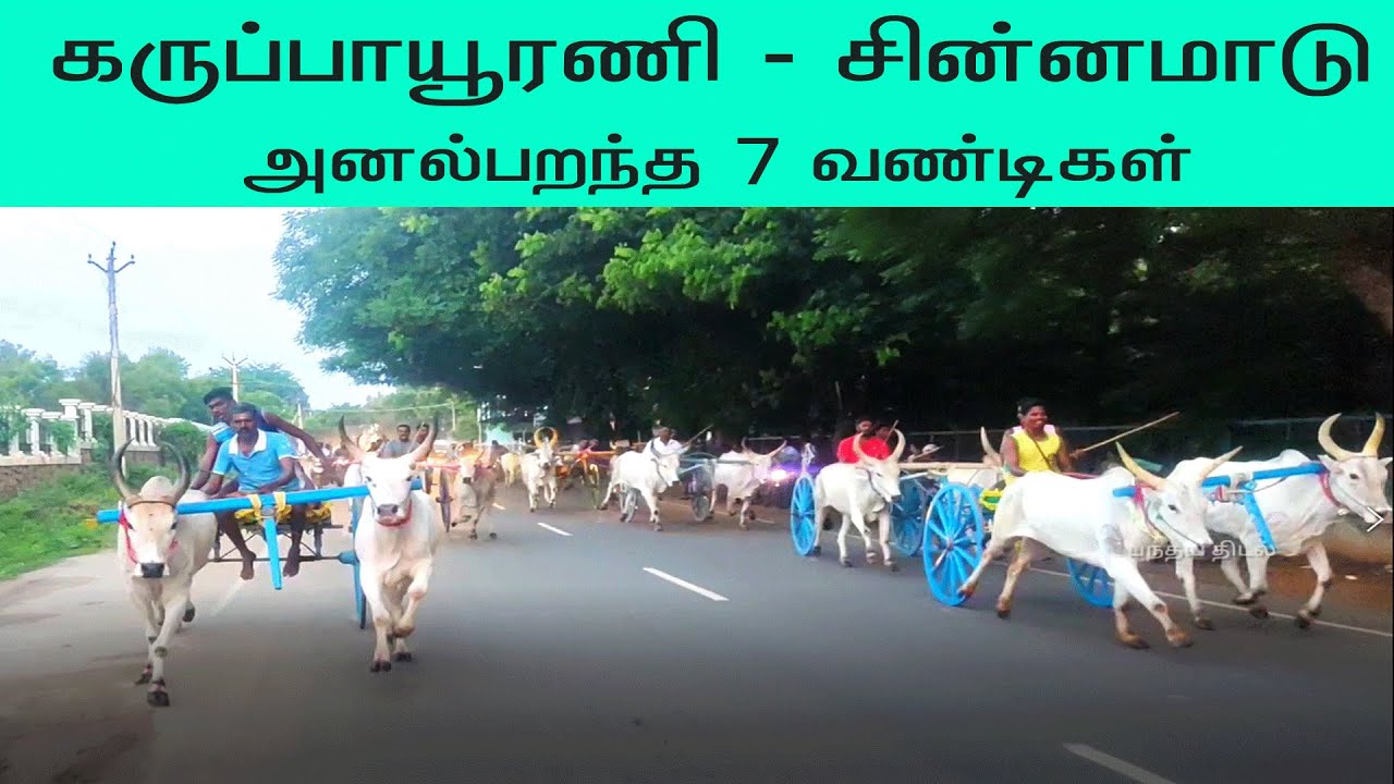 #PTRace கருப்பாயூரணி ஒத்தபட்டி சின்ன மாடு பயிற்சி பந்தயம் 19/10/2021