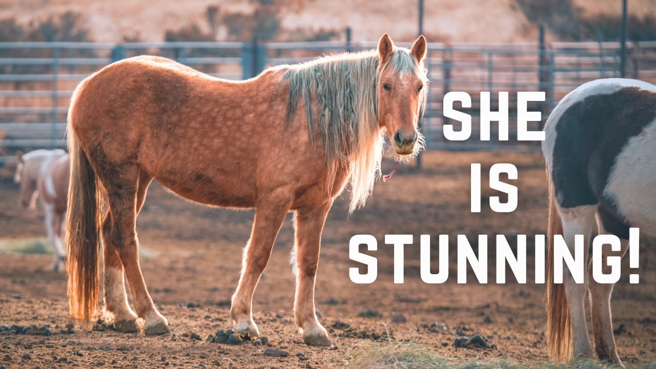 If We Buy This Property We Are Adopting These Mustangs!
