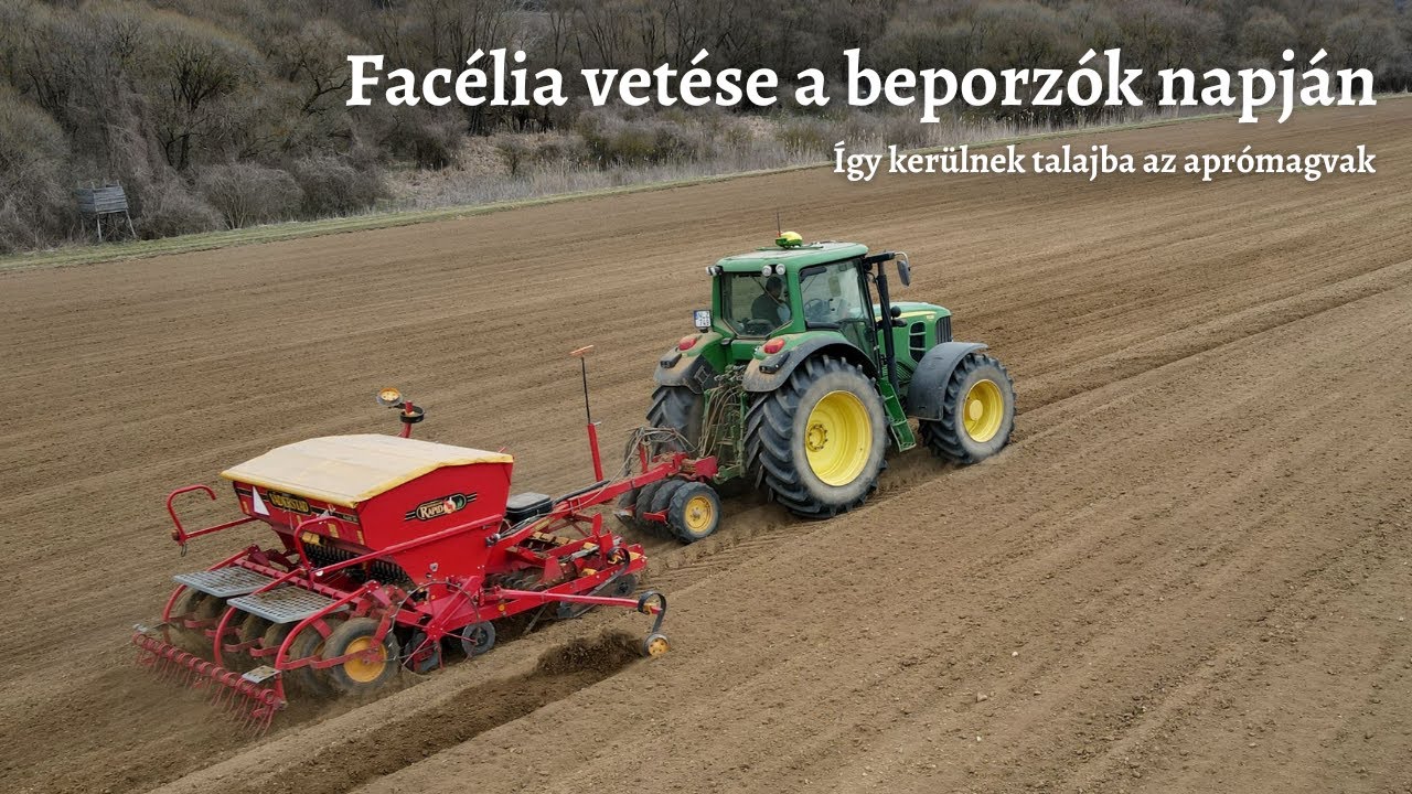 Facélia vetése a beporzók napján - Így kerülnek talajba az aprómagvak