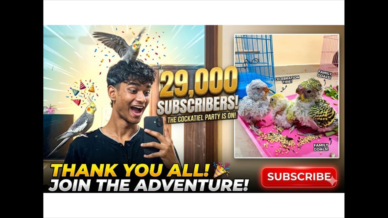 lovebirds cute video