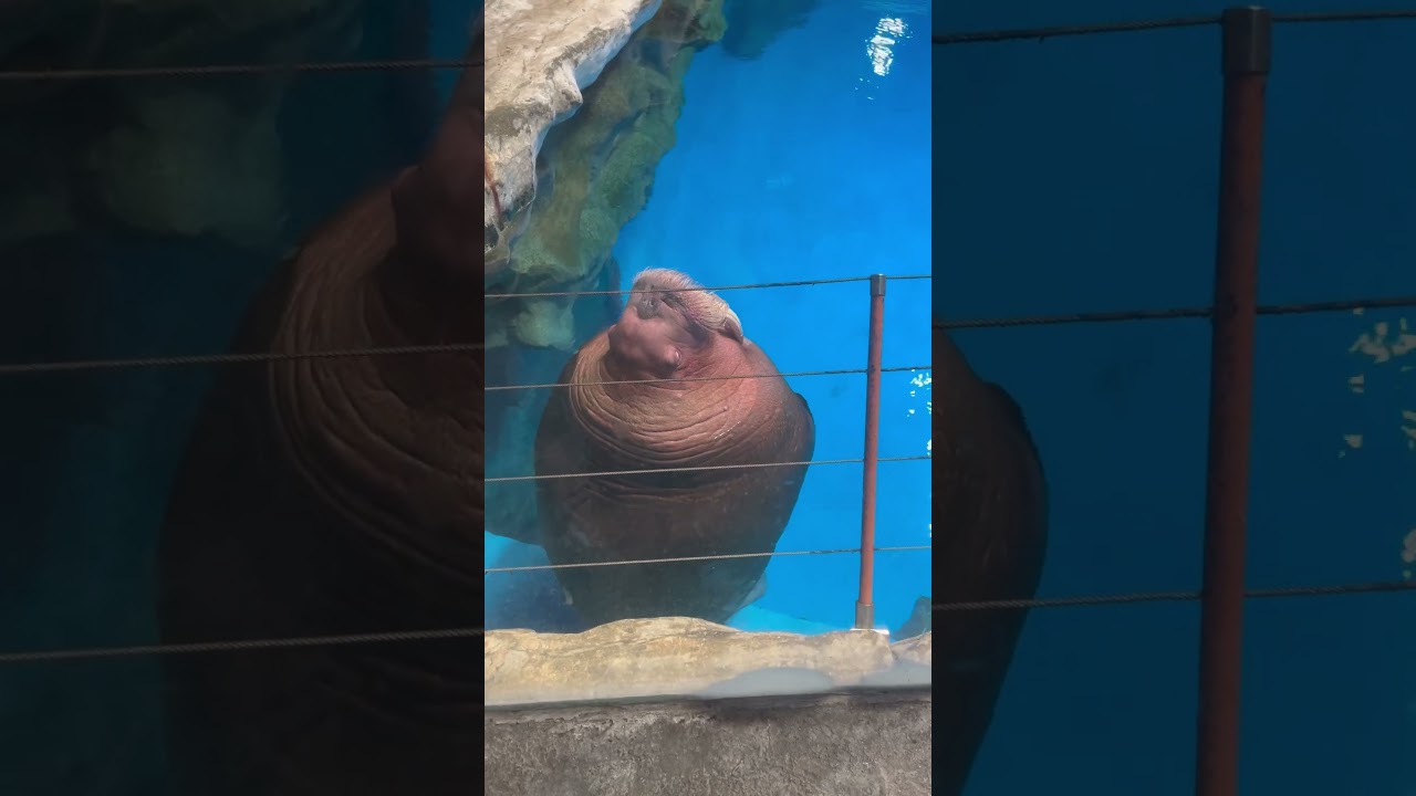 Pacific Walrus#pacific-walrus#shortvideo #trendingshorts