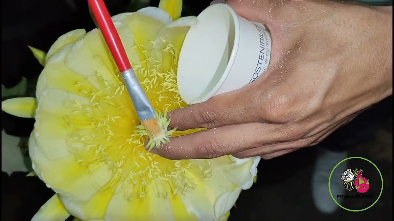 🌺Cómo realizar la polinizacion cruzada en PITAHAYA🐉?👉Aprende paso a paso la forma correcta ✅#pitaya