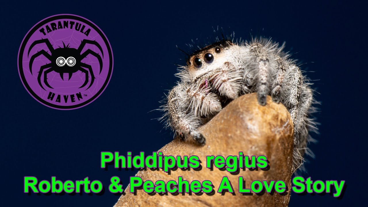 Phiddipus regius, Roberto & Peaches A Love Story