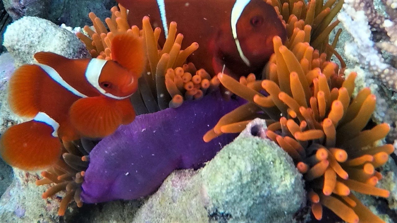 Snorkeling North Sulawesi. Pulau Bangka. Coraleye Housereef and boat trip. Indonesia. June 2017