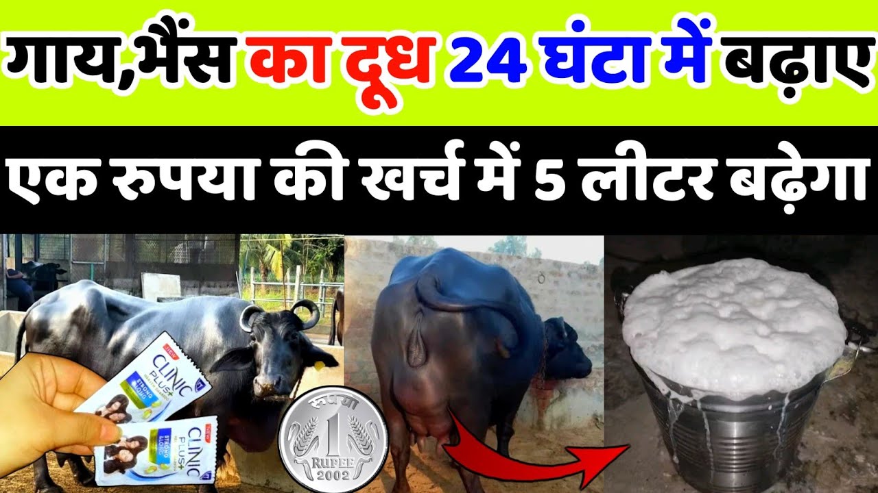 गाय भैंस का दूध बढ़ाने का फार्मूला ₹1 की खर्चा | bhains ka dudh badhane ka tarika | दूध कैसे बढ़ाएं