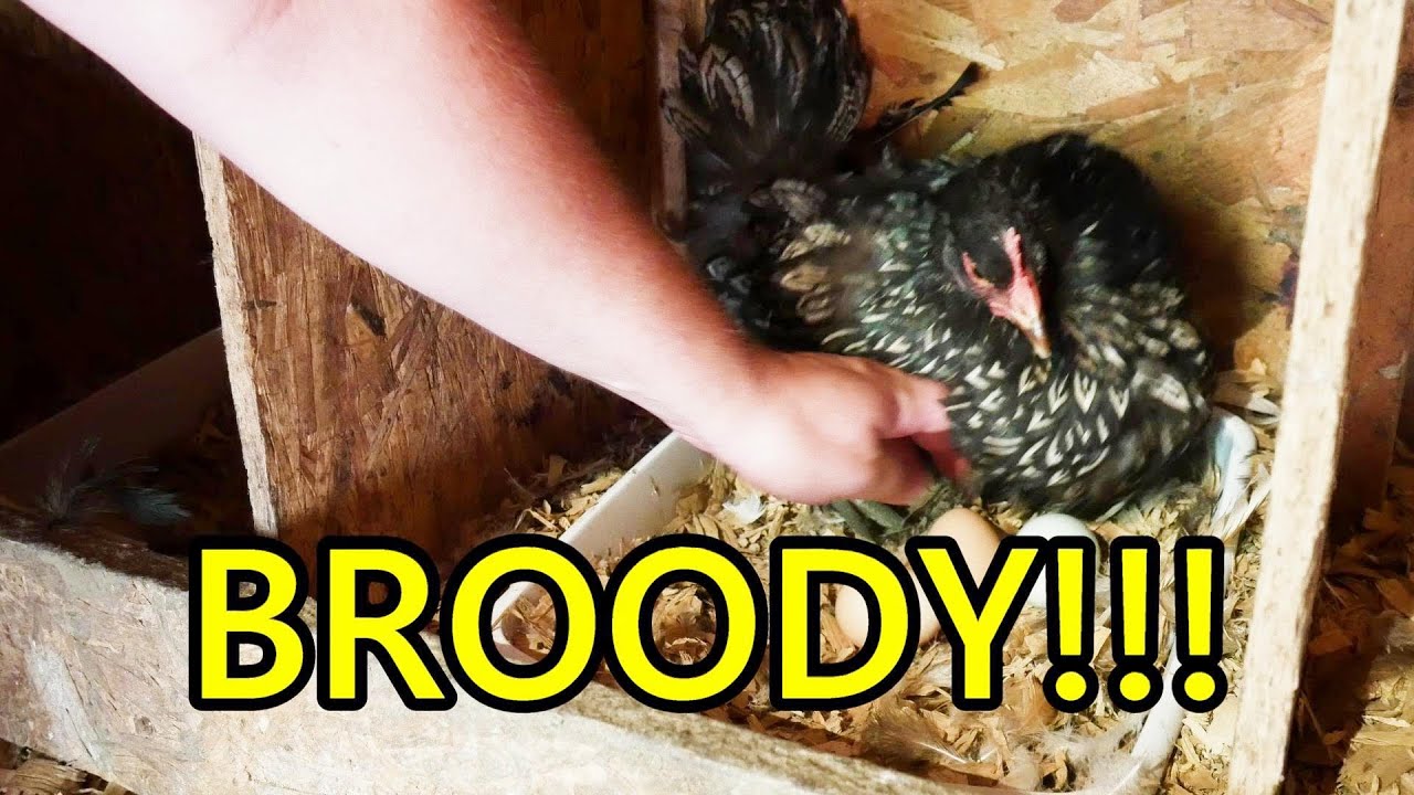 How To Break a BROODY Hen!!!