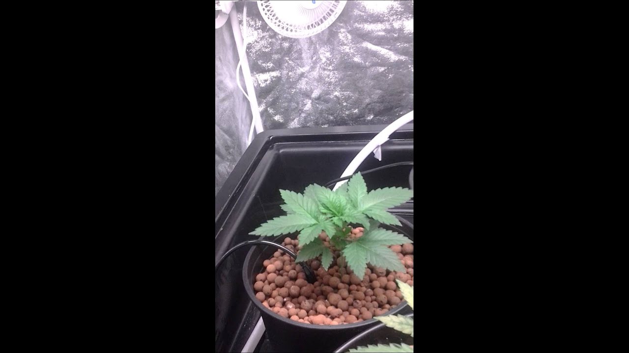 Attitude seed grow week 4