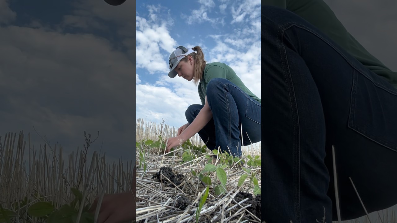 A Day in the Life of a Crop Scout