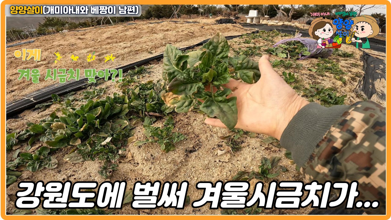 강원도에 벌써 겨울 시금치가... 작년 보다 1달 일찍 겨울 시금치를 캤는데 너무 싱싱합니다.