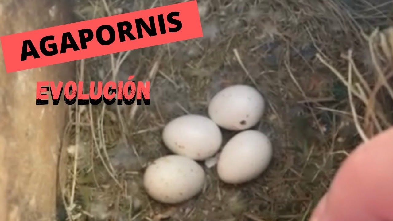 AGAPORNIS CRIANDO, pequeños loros comenzando nueva temporada de cria, criados en aviario exterior