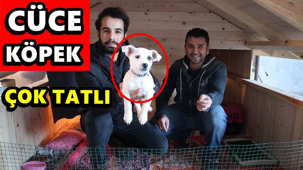 CÜCE KÖPEĞİN EVİNE ZİYARET - CÜCE HOROZLAR - MİLYARLIK GÜVERCİNLER! / @Freebroadcast148