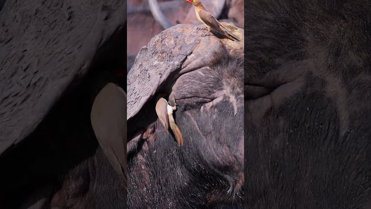 Oxpecker birds eating parasites