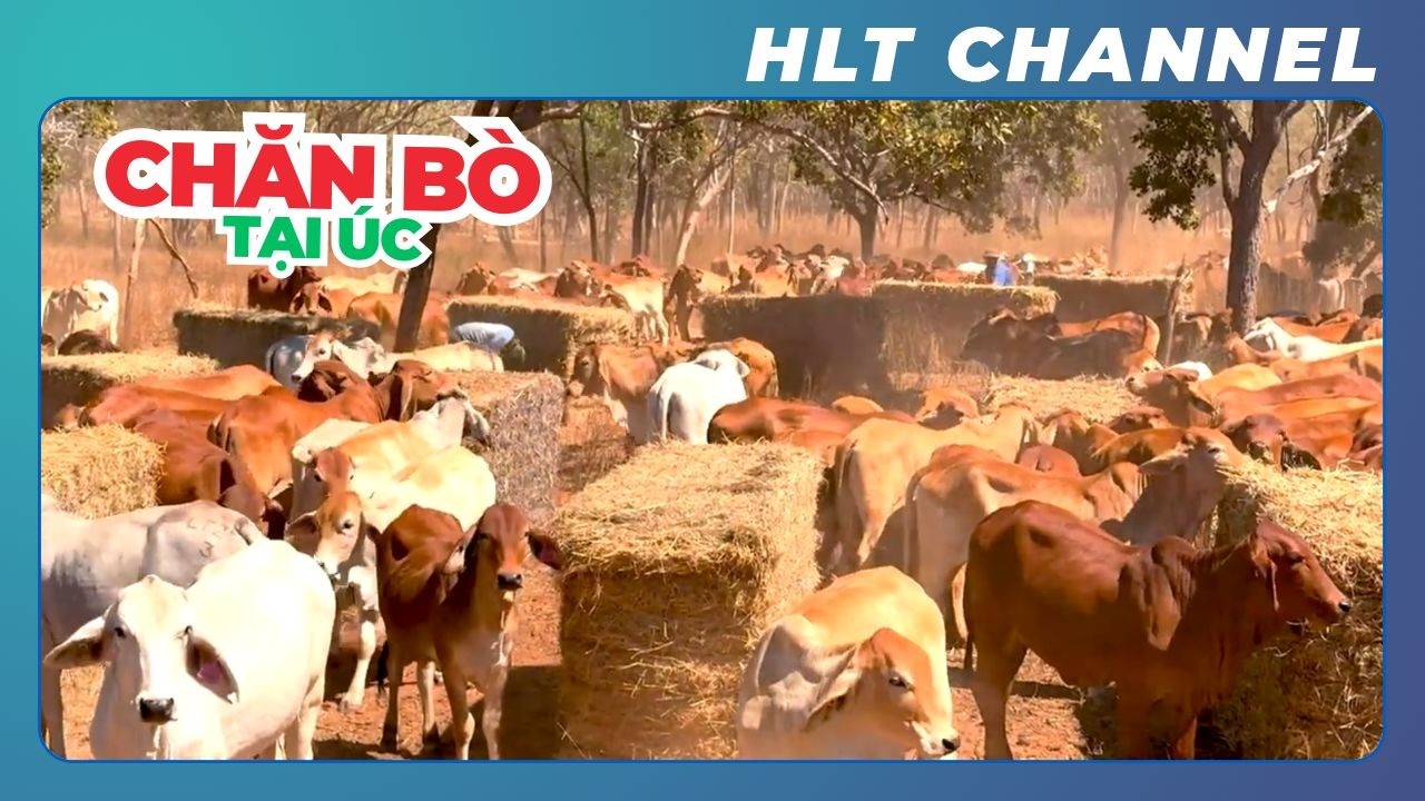 Tìm Hiểu Quy Trình Chăm Sóc Bò Của Nông Dân tại Úc
