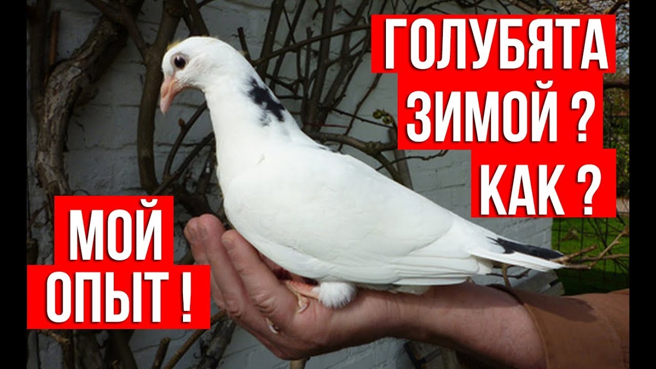 Как получить хороших голубят? Мой небольшой личный опыт. 03.02.2020