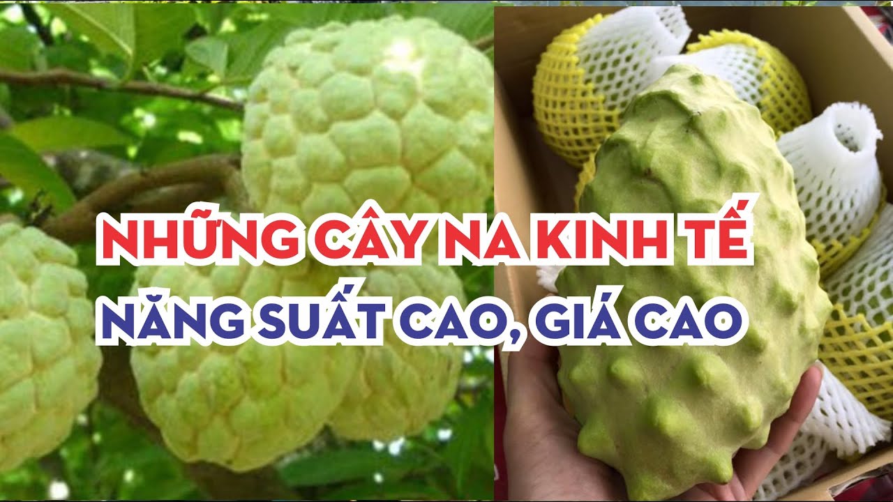 Top 3 loại na đáng trồng trong năm 2021 - NHỮNG CÂY NA KINH TẾ
