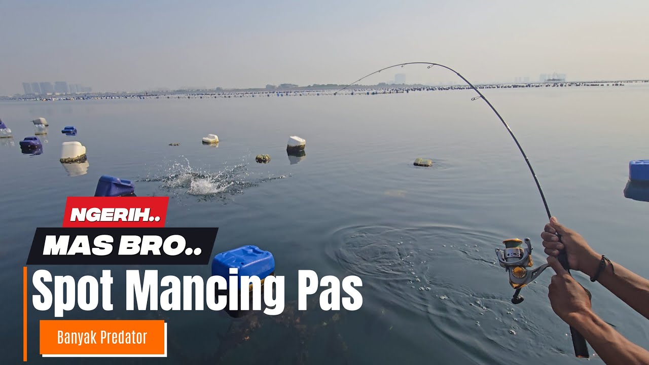 NGERIH..! SPOT MANCING PAS BANYAK PREDATORNYA