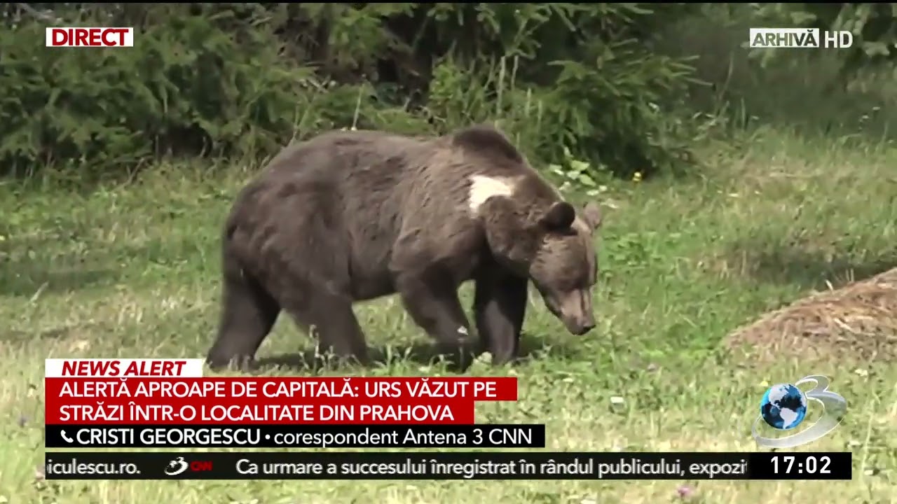 Alertă lângă București: Un urs a fost văzut pe două străzi, într-o localitate de Prahova