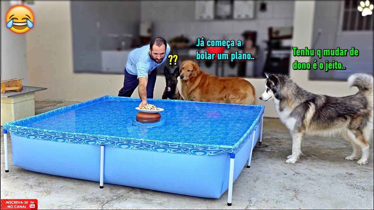 Sozinhos com um prato cheio de frango no meio da piscina -  Olhem o Malinois..kkkkkk