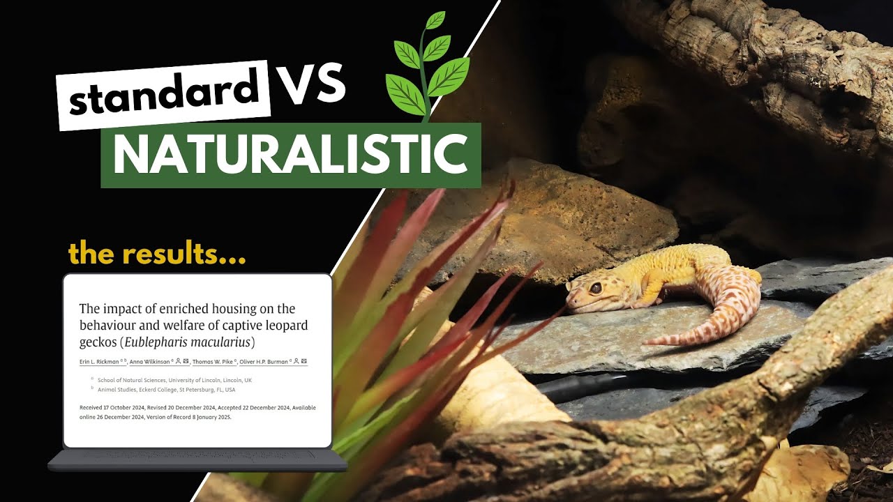 NEW Leopard Gecko Study REVEALS Surprising Findings | Enrichment & Enclosures