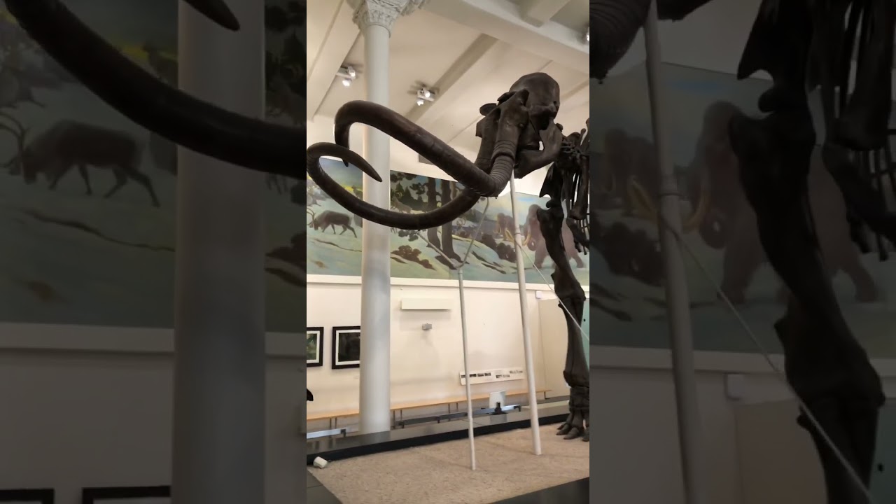 American Museum of Natural History | The bones of the extinct wooly mammoth #shorts