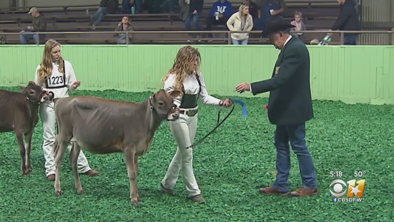 A Look Inside The Dairy Cattle Show
