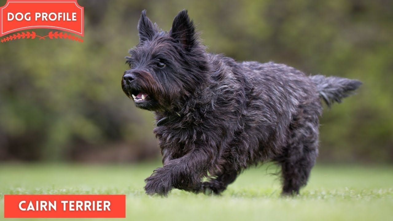 Cairn Terrier  - The Small Working Dog | Dog Lovers