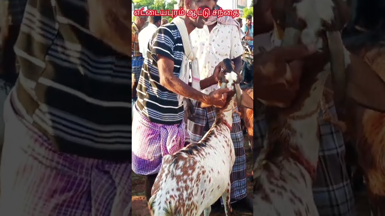 எட்டையபுரம் ஆட்டு சந்தை, கொடி ஆடு, குட்டிகள் கிடைக்கும்|Kodi Aadu,Ettayapuram goat market