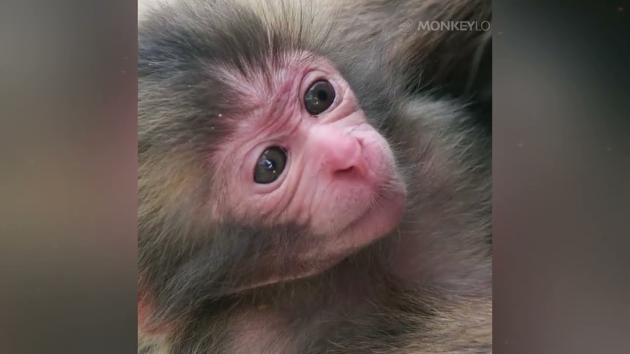 if you ever did something to a monkey, you should watch this video...