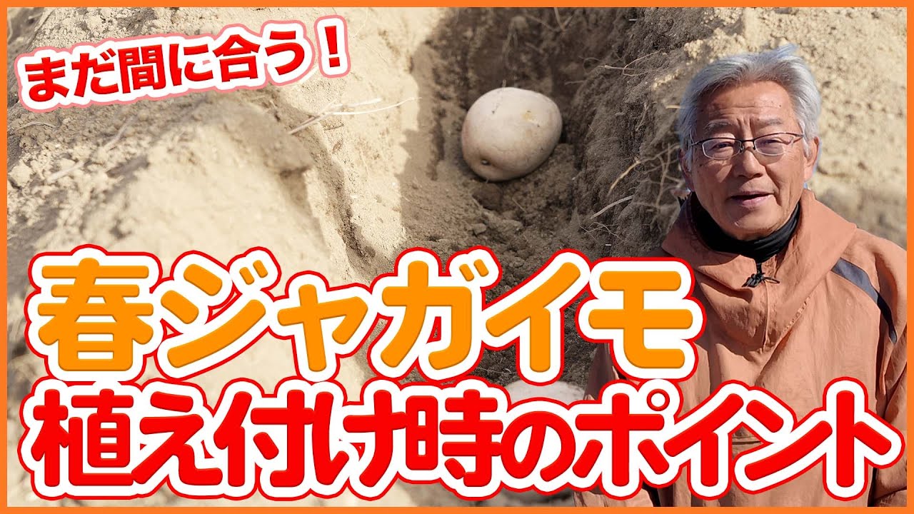 家庭菜園や農園でまだ間に合う！春ジャガイモ植え付け時のポイント！3月のジャガイモ栽培の注意点を徹底解説！【農園ライフ】
