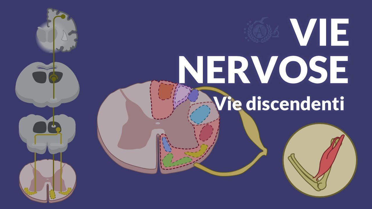 VIE NERVOSE: vie discendenti - Neuroanatomia